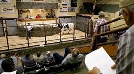 escalon farmers market|escalon livestock auction website uk.